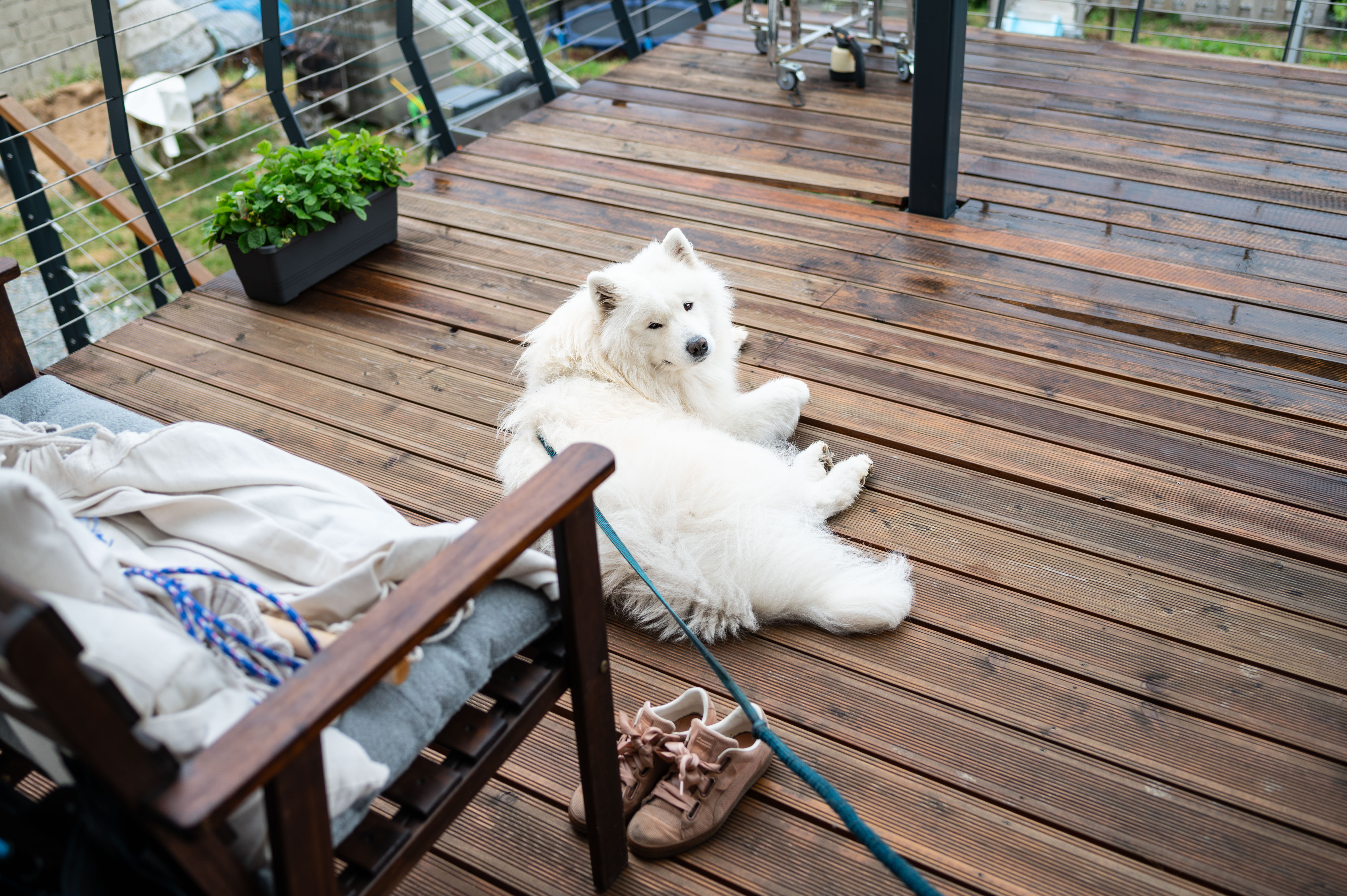 Samojed